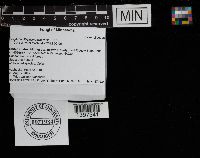 Cotylidia diaphana image