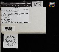 Trametes gibbosa image