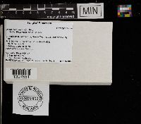 Daedalea quercina image