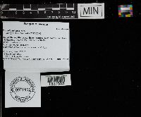 Tremella foliacea image