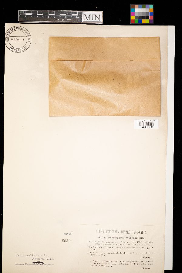 Lachnellula willkommii image