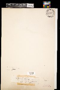 Lachnellula willkommii image