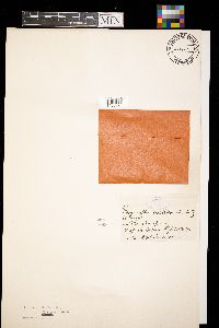 Lachnellula willkommii image