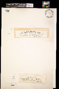 Lachnellula willkommii image