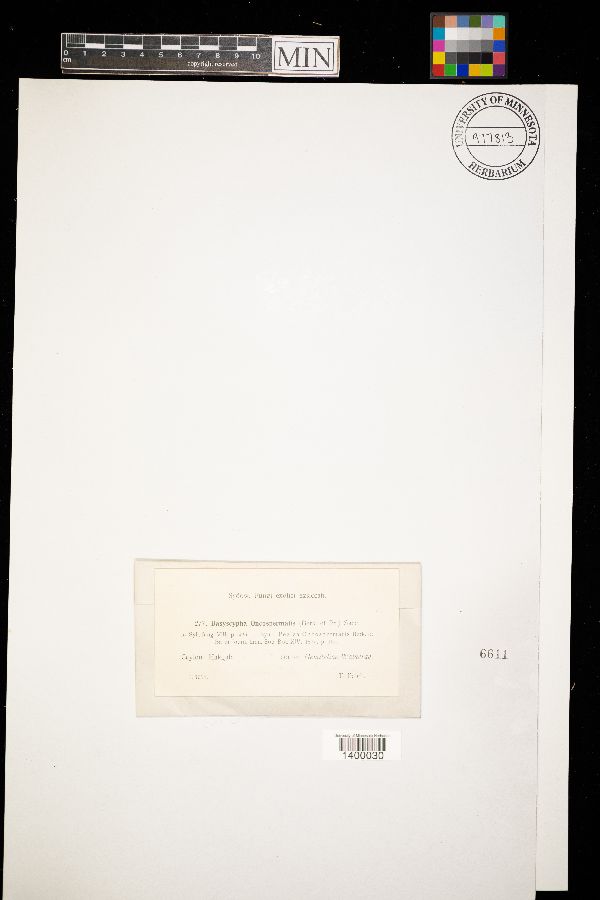 Dasyscypha oncospermatis image