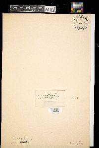 Media resource of Dendrodochium densipes