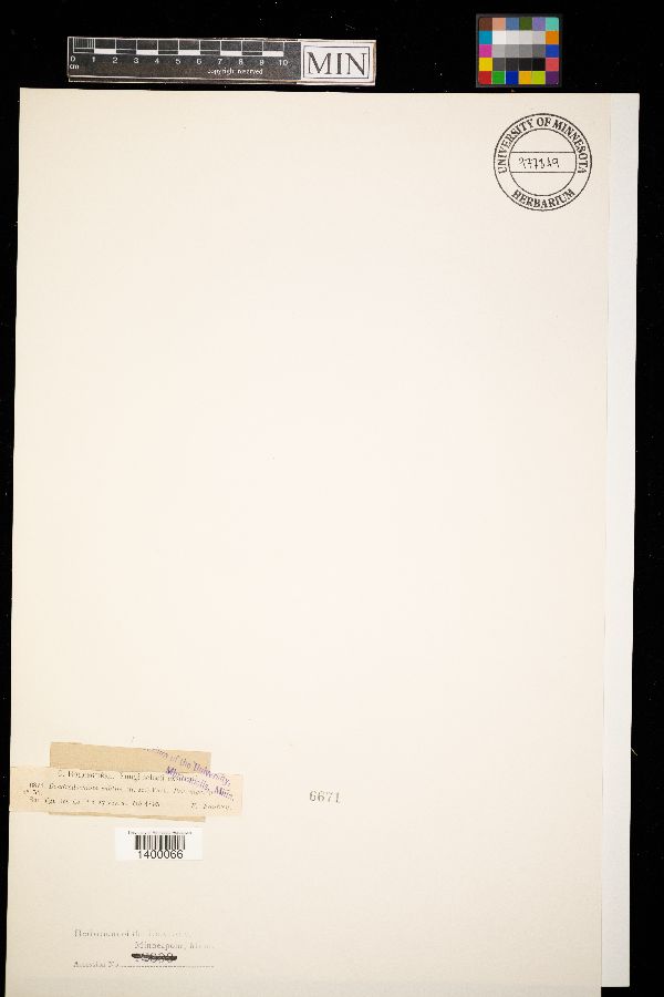 Bionectriaceae image