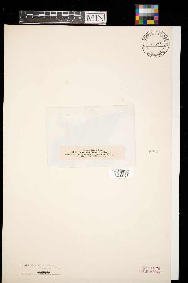 Depazea aesculicola image