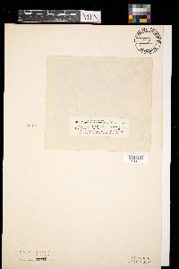 Depazea aesculicola image