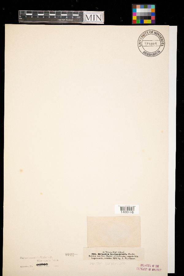 Depazea barbaricola image