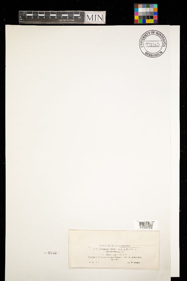 Pezicula livida image