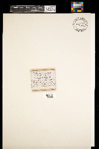Diachea leucopodia image