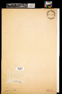 Media resource of Diachea leucopoda