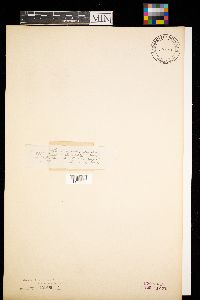 Diachea leucopoda image