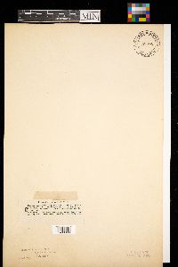 Diachea leucopoda image