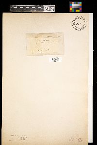 Craterium obovatum image