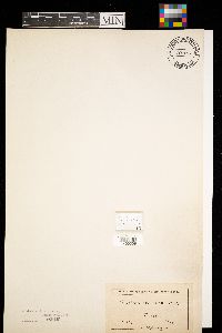 Craterium obovatum image