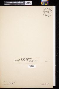 Diaporthe angelicae image