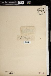 Diaporthe decipiens image