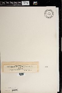 Diaporthe decipiens image