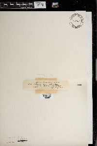 Diaporthe decorticans image