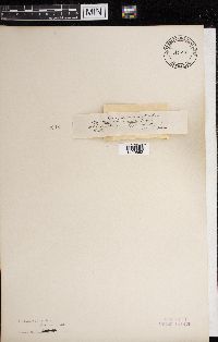 Diaporthe dryophila image