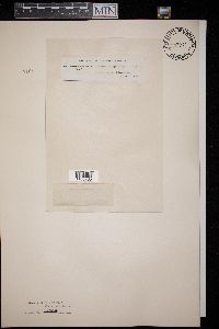 Cryptodiaporthe salicella image