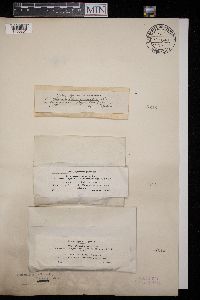 Diaporthe decorticans image