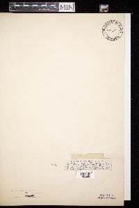 Diaporthe pustulata image