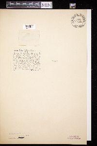 Media resource of Amphiporthe raveneliana