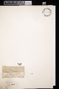 Diaporthe revellens image