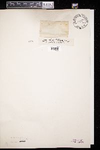 Diaporthe revellens image