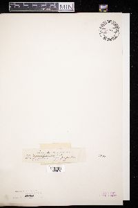 Diaporthe revellens image