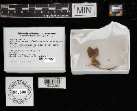 Gliophorus irrigatus image