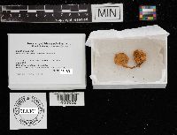 Gliophorus laetus image