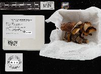 Picipes badius image