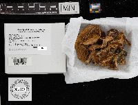 thumbnail image of current specimen