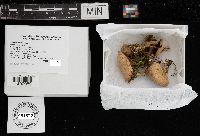 Tubaria confragosa image