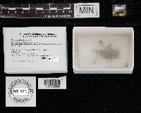 Xeromphalina kauffmanii image