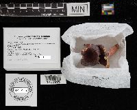 Russula mariae image