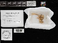 Craterellus tubaeformis image