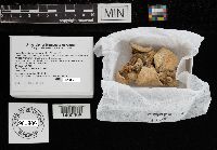 Hohenbuehelia mastrucata image