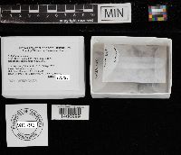 Collybia tuberosa image