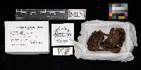 Strobilomyces strobilaceus image