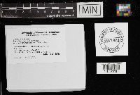 Suillus grevillei image