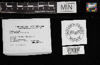 Collybia tuberosa image