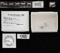 Marasmius rotula image