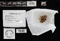 Trametes versicolor image