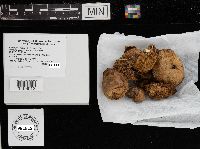 Suillus granulatus image