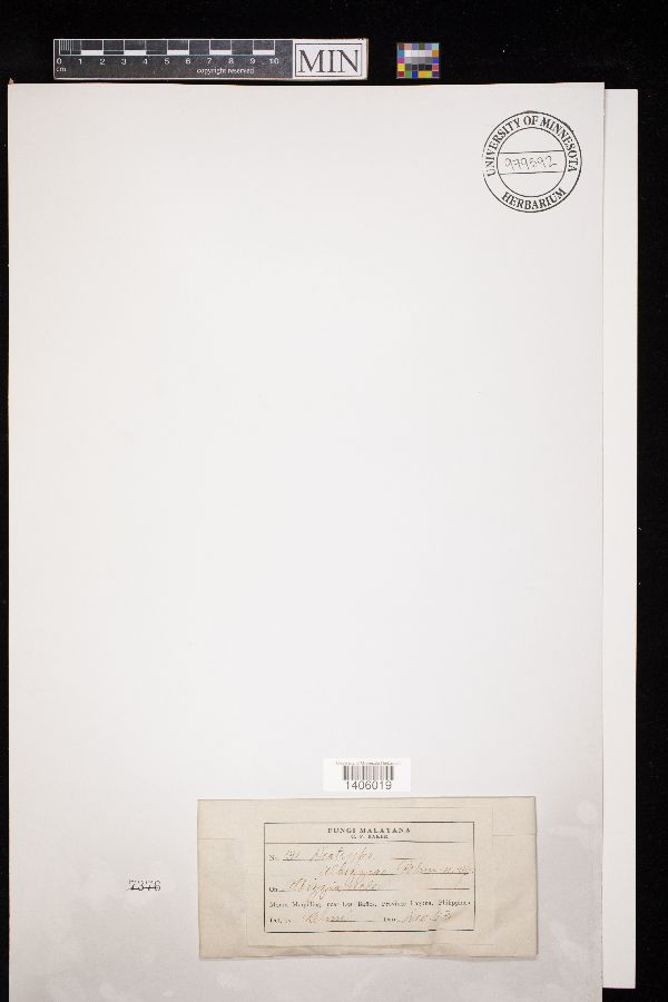 Diatrype albiziae image